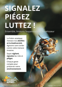 Signalez, piégez, luttez contre le frelon asiatique
