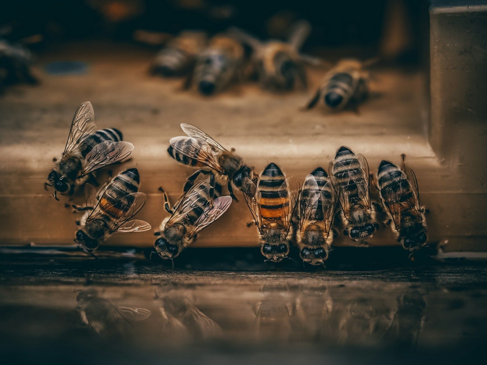 abeilles