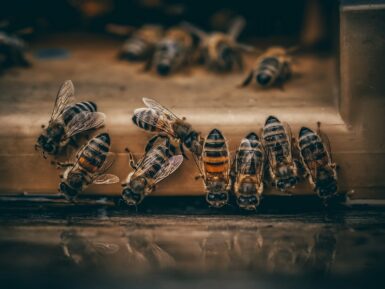 abeilles