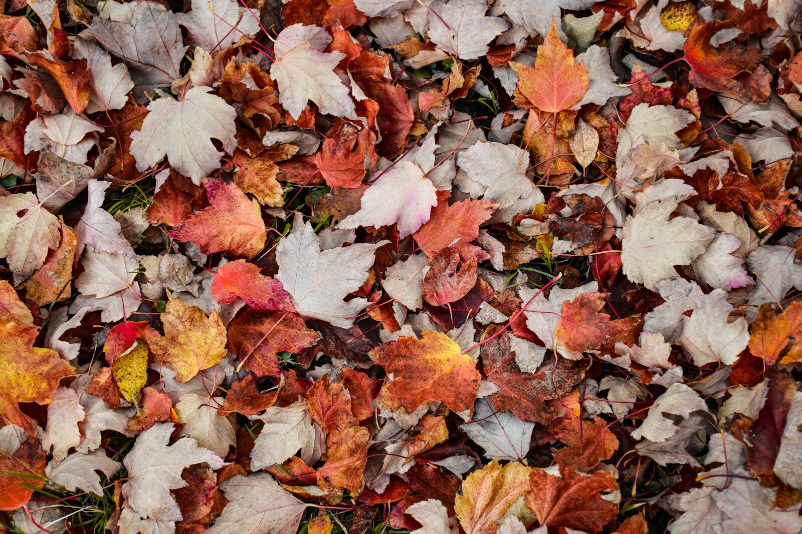 red and white maple leaves on ground