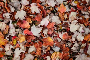 red and white maple leaves on ground