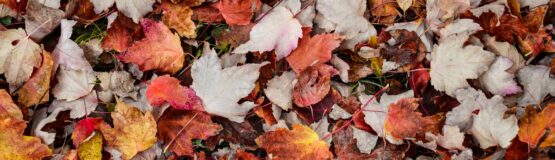 red and white maple leaves on ground