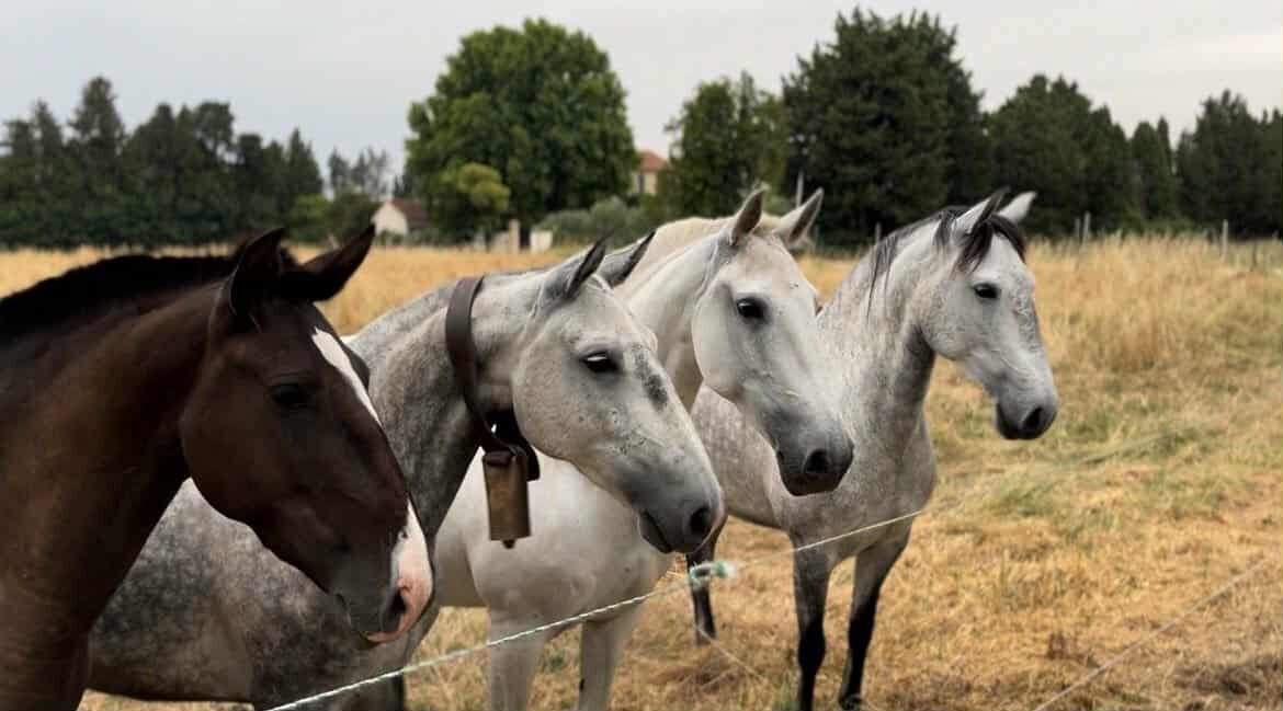 écurie le pas du loup
